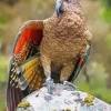 Kea Bird On A Stone Diamond Painting
