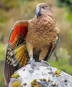 Kea Bird On A Stone Diamond Painting