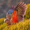 Kea Bird Spreading Wings Diamond Painting