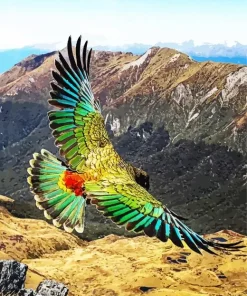 Kea Bird With Big Wings Diamond Painting