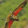 Kea Bird With Red Wings Diamond Painting