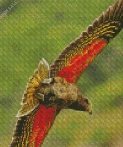 Kea Bird With Red Wings Diamond Painting