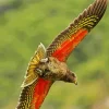 Kea Bird With Red Wings Diamond Painting