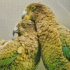 Kea Birds Diamond Painting