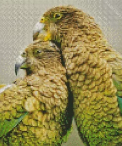 Kea Birds Diamond Painting