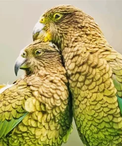 Kea Birds Diamond Painting