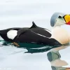 King Eider Bird Diamond Painting
