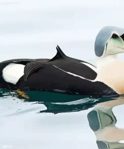 King Eider Bird Diamond Painting