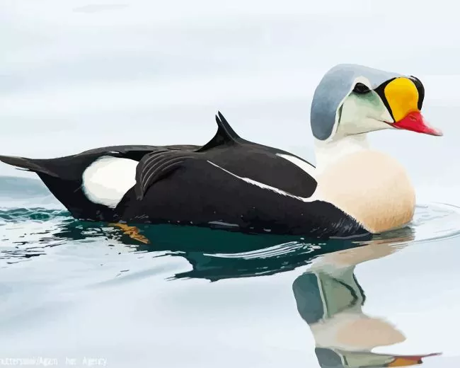King Eider Bird Diamond By Numbers King Eider Bird Diamond Painting