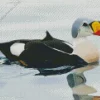 King Eider Bird Diamond Painting