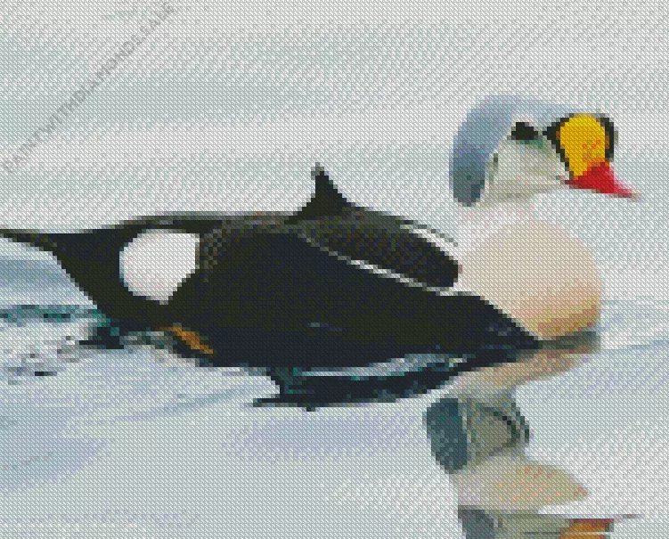King Eider Bird Diamond Dotz King Eider Bird Diamond Painting