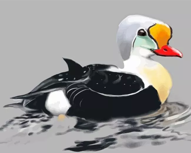 King Eider Bird art Diamond By Numbers King Eider Bird Art Diamond Painting