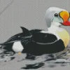 King Eider Bird Art Diamond Painting