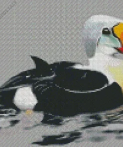 King Eider Bird Art Diamond Painting