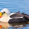 King Eider Bird Close Up Diamond Painting