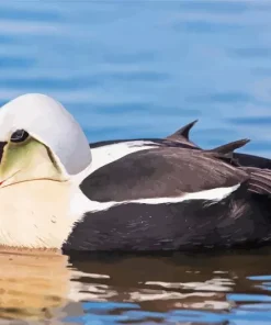 King Eider Bird Close Up Diamond Painting