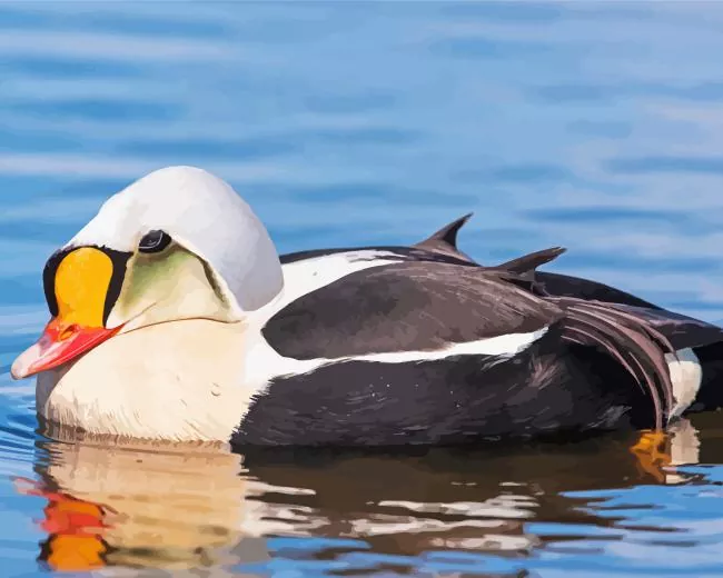 King Eider Bird close up Diamond By Numbers King Eider Bird Close Up Diamond Painting