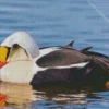 King Eider Bird Close Up Diamond Painting