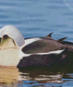 King Eider Bird Close Up Diamond Painting