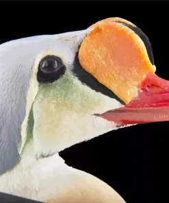 King Eider Bird Head Diamond Painting