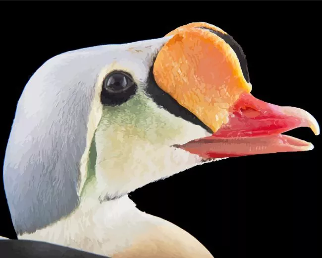 King Eider Bird head Diamond By Numbers King Eider Bird Head Diamond Painting