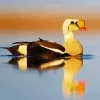 King Eider Bird Reflection Diamond Painting