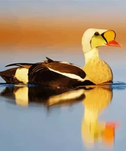 King Eider Bird Reflection Diamond Painting
