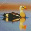King Eider Bird Reflection Diamond Painting