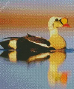 King Eider Bird Reflection Diamond Painting