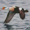 King Eider Flying Above Water Diamond Painting
