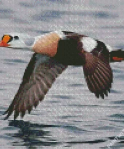 King Eider Flying Above Water Diamond Painting