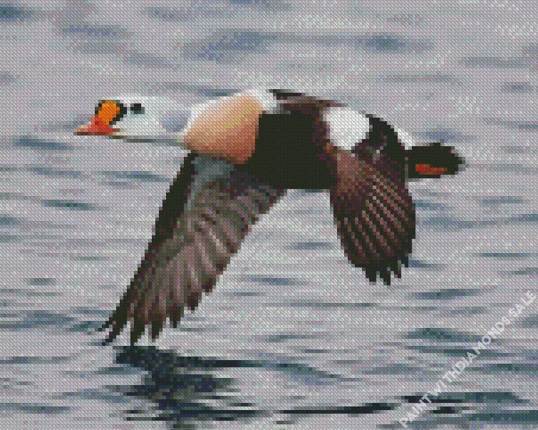 King Eider Flying Above Water Diamond Dotz King Eider Flying Above Water Diamond Painting