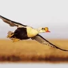 King Eider Flying Diamond Painting