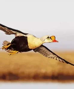 King Eider Flying Diamond Painting