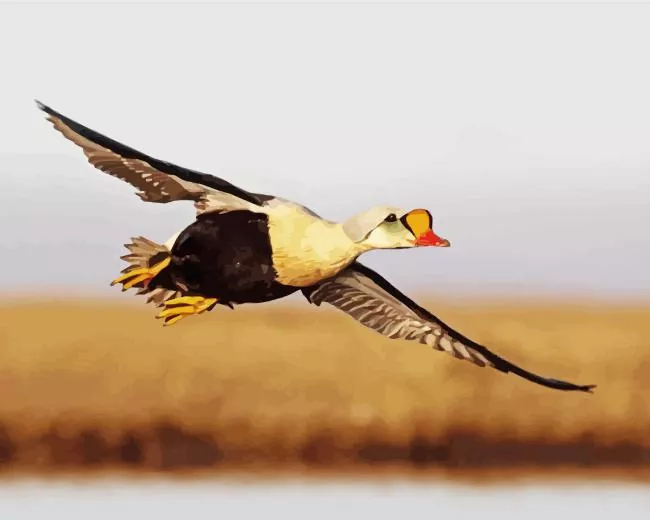 King Eider Flying Diamond By Numbers King Eider Flying Diamond Painting