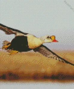 King Eider Flying Diamond Painting