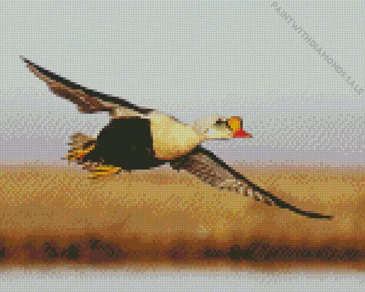 King Eider Flying Diamond Dotz King Eider Flying Diamond Painting