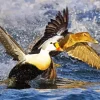 King Eider Flapping Wings In Water Diamond Painting