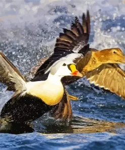 King Eider Flapping Wings In Water Diamond Painting