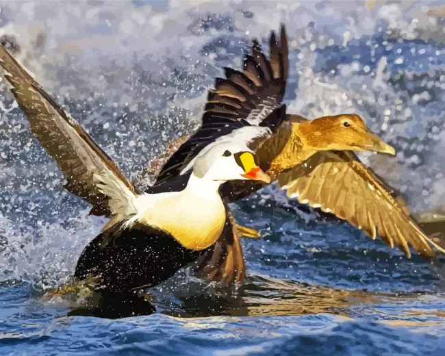 King Eider flapping wings in water Diamond By Numbers King Eider Flapping Wings In Water Diamond Painting