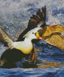 King Eider Flapping Wings In Water Diamond Painting