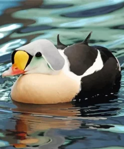 King Eider In A Lake Diamond Painting