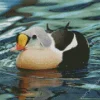 King Eider In A Lake Diamond Painting