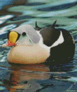 King Eider In A Lake Diamond Painting