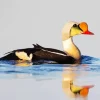 King Eider Water Reflection Diamond Painting