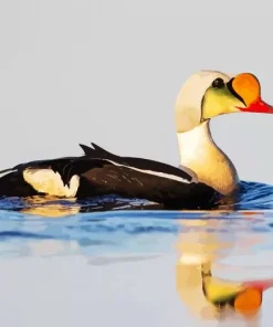 King Eider Water Reflection Diamond Painting