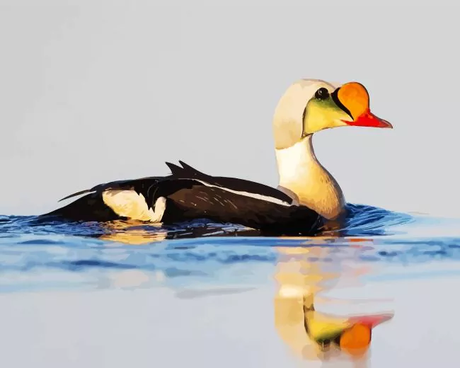 King Eider water reflection Diamond By Numbers King Eider Water Reflection Diamond Painting