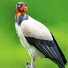 King Vulture Art Diamond Painting