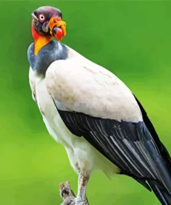 King Vulture Art Diamond Painting
