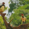 King Vulture Birds Diamond Painting